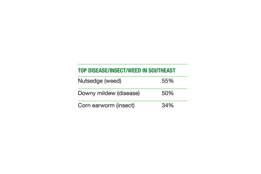 Top Southeast Pests