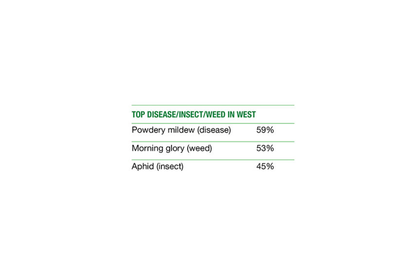 Top Western Pests