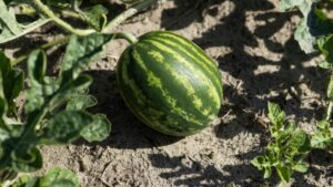 AI Technology on the Job To Help Squelch Downy Mildew in Watermelon