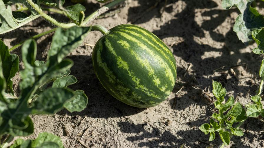 AI Technology on the Job To Help Squelch Downy Mildew in Watermelon