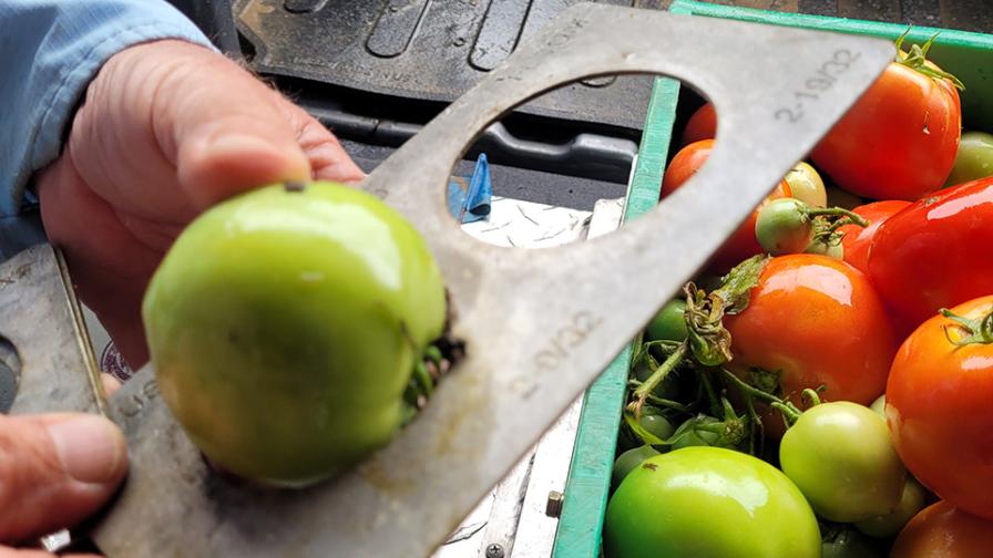 Measuring fruit quality from the field