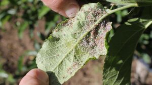 New CINNEX Insecticide and Fungicide Earns EPA Registration
