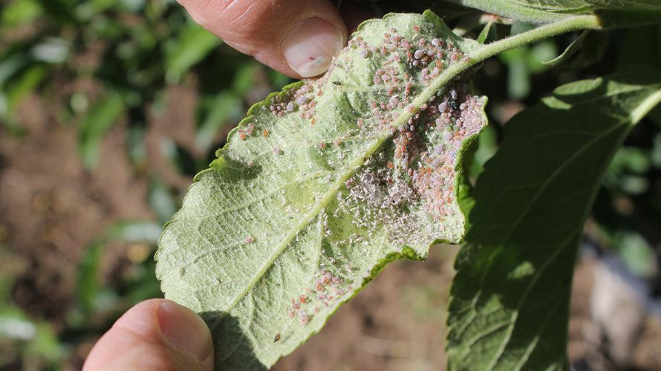 Why It’s Important Certified Crop Advisers Are Heard
