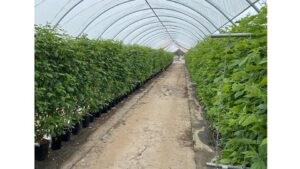 Why More Fruit Growers Should Consider the Great Indoors