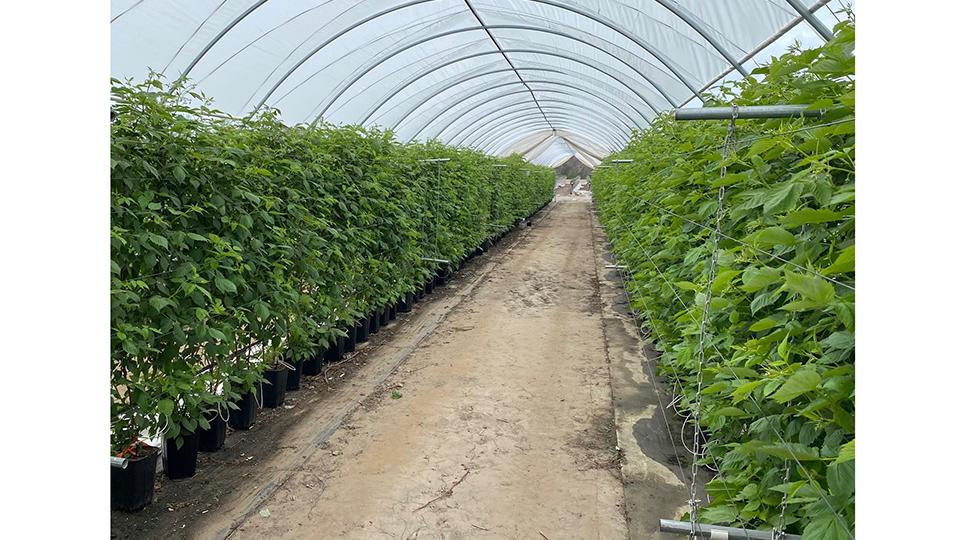 Why More Fruit Growers Should Consider the Great Indoors