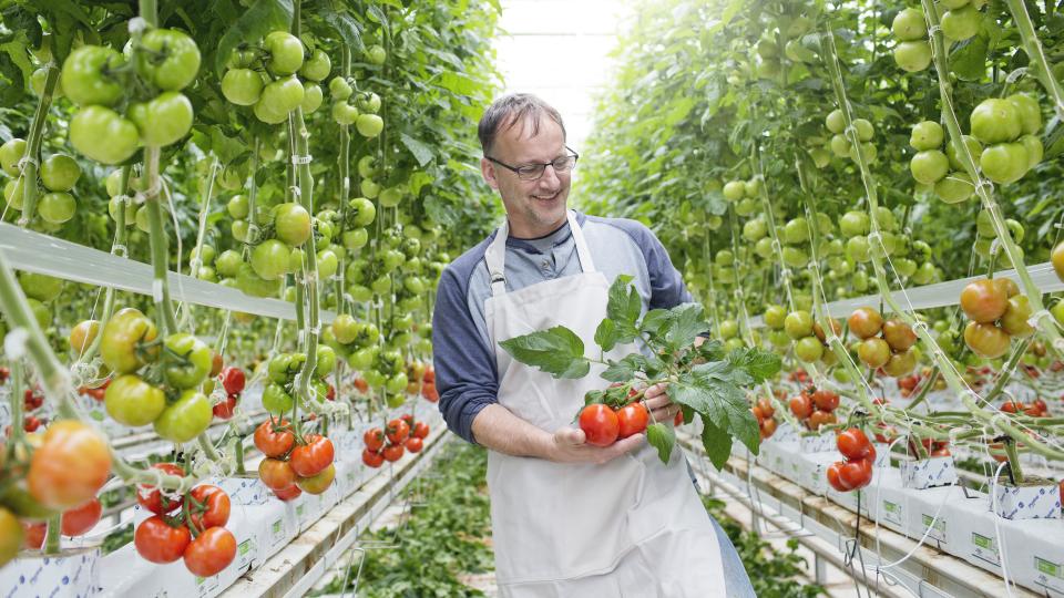 Team Lipman: Albert Janssen, Head Grower in Canada