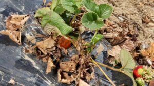 New Gene Discovery Protects Strawberry Crops from Fusarium Wilt