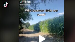 Farming 101: Watch Out for Thieves — From Man to Deer to Beavers?