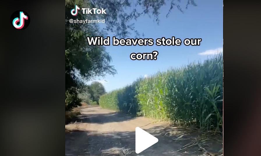 Farming 101: Watch Out for Thieves — From Man to Deer to Beavers?
