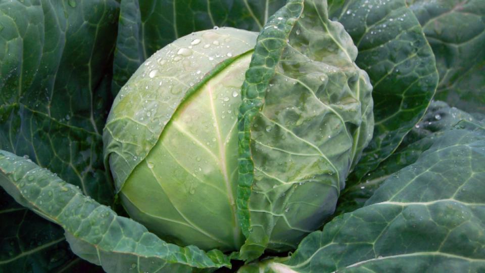 Tiara F1 Organic (Bejo Seeds, Harris Seeds)