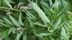 Keep an Eye Out for Signs of Heat Stress in Your Potato Crops