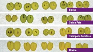Understanding Seed Traces in Your Seedless Grape Crops