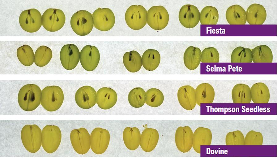 Understanding Seed Traces in Your Seedless Grape Crops