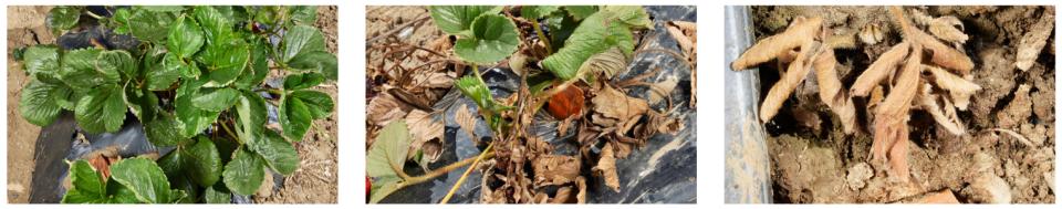 Various stages of Fusarium wilt in strawberries