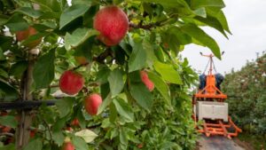 Latest ‘SweeTango’ Apple Harvest Set To Hit the Market