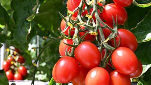 Overcoming a Major Technical Hurdle for Gene Editing in Growing Produce