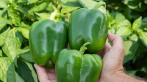 Captain F1 (HM.CLAUSE | Harris Seeds/Garden Trends, Inc.)
