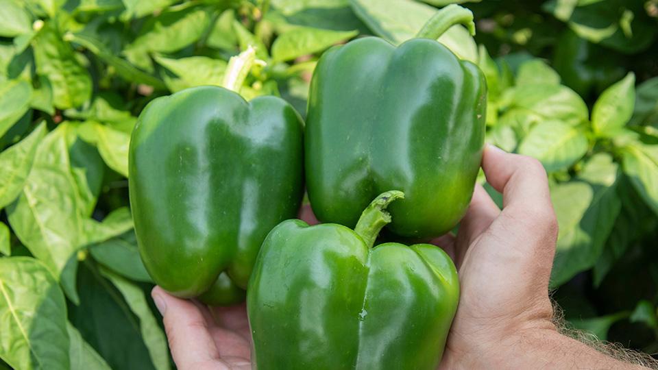 Captain F1 (HM.CLAUSE | Harris Seeds/Garden Trends, Inc.)