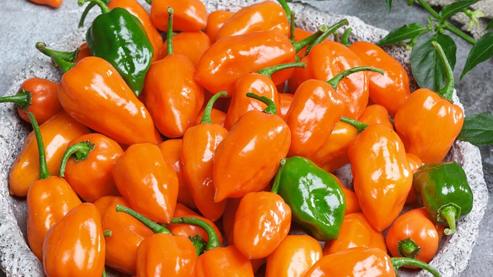 Cienfuegos Orange (Seeds by Design)