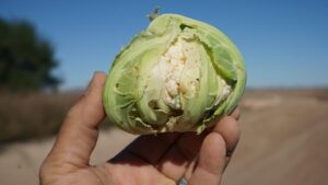 Tips To Manage Diamondback Moth on Brassica Crops