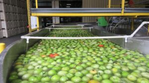 The Best Ways Fruit Growers Can Test for Food Safety