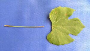 Scientists Peeling Back the Power in Petioles of Grapevines
