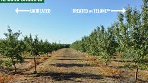 Nematode Problems in Orchard Replants Can Lead to Decades of Reduced Yield