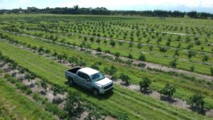 New Experimental Citrus Grove in Florida Ready for Its Big Reveal