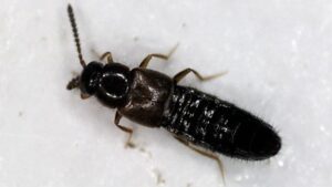 Friend or Foe? Know Your Beneficial Insects From Their Crop Pest Look-Alikes