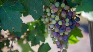 Texas Wine Industry Makes Great Strides
