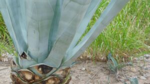 Why Agave Might Grow up to Be the Next Cash Crop in California