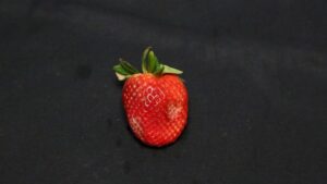 DYK? AI Is Learning To Keep an Eye Out for Subpar Strawberries