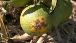 Researchers Zero in To Help Make Citrus Canker-Resistant Trees a Reality