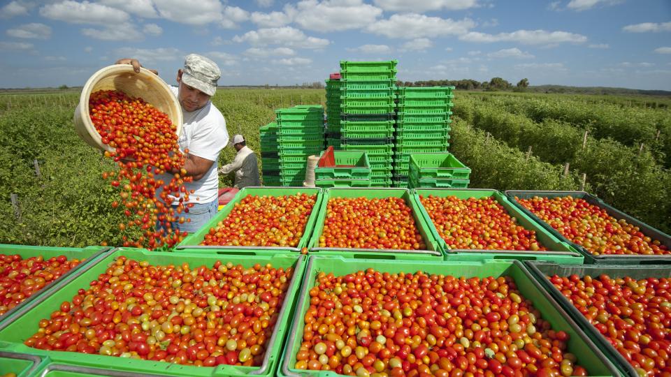grape tomato harvest at Lady Moon Farms