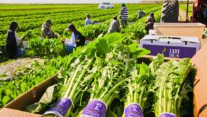 One Vegetable Grower Shares Her Secret to Farm Labor Success