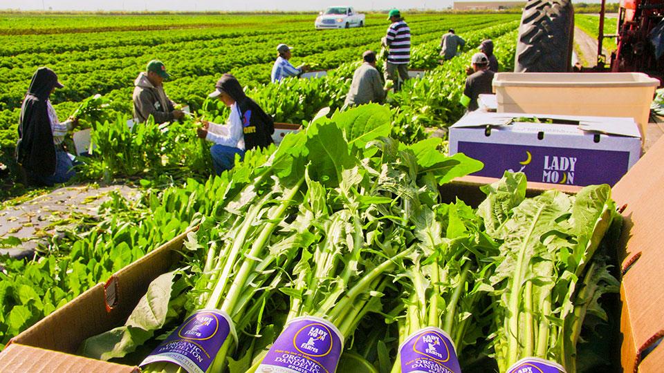 One Vegetable Grower Shares Her Secret to Farm Labor Success