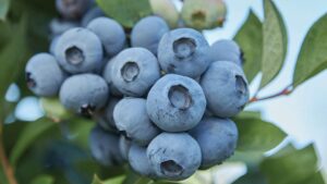Fall Creek Nursery Makes Changes for New Growth Phase