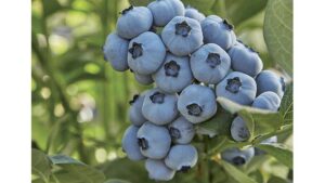'LoretoBlue'