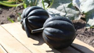 Galaxy (EarthWork Seeds, Gowan Seed Company)