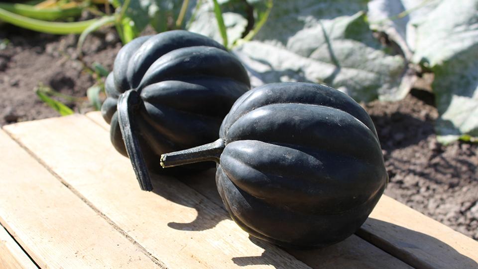 Galaxy (EarthWork Seeds, Gowan Seed Company)