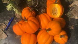 Goldilocks (Earthwork Seeds, Osborne Quality Seeds)