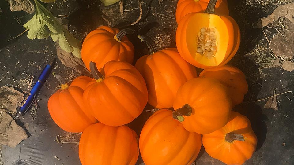 Goldilocks (Earthwork Seeds, Osborne Quality Seeds)