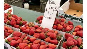 Adding up the Cost of Growing Organic Strawberries