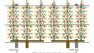 Why Digital Precision Means More Peaches From the Orchard