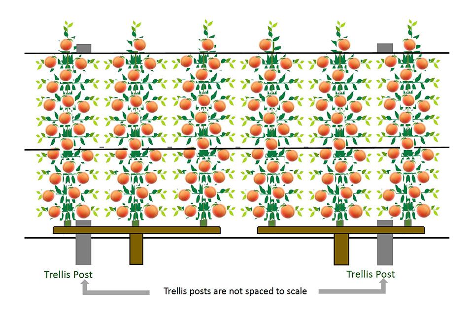 Why Digital Precision Means More Peaches From the Orchard