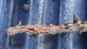Be Proactive To Keep Your Almond Crops Disease-Free