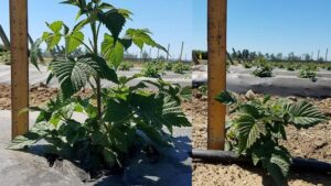 Plastic Mulches — A Remarkable Thing When It Comes to Growing Raspberries