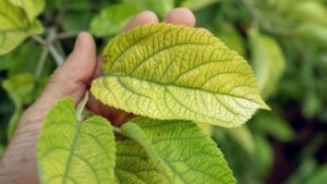 Ways Fruit Growers Can Better Manage Micronutrients in their Soil