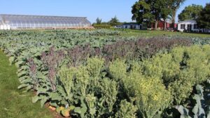 2022 Vegetable Field Trials Highlight Major Industry Trends