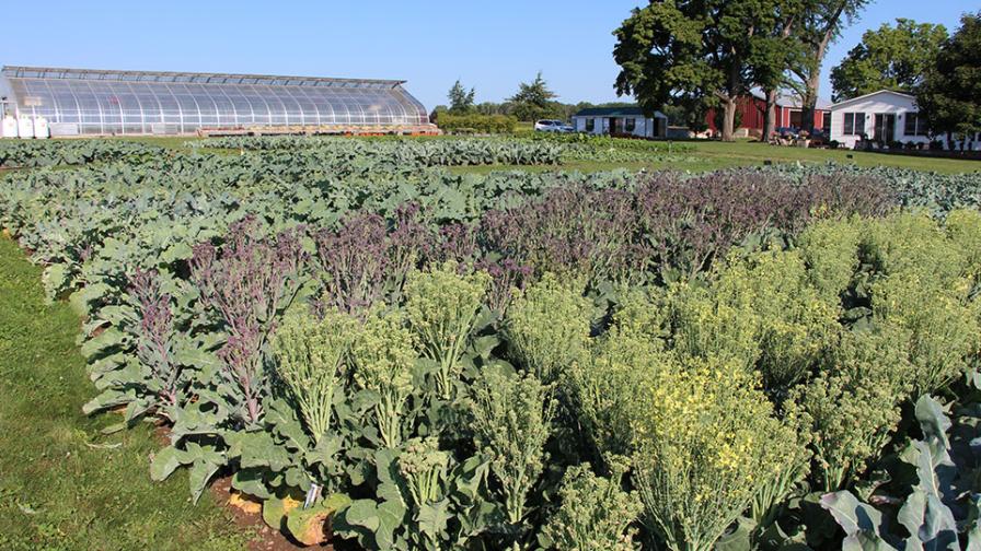 Bejo Seeds vegetable variety plot 2022